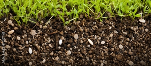 Close-up image of a reseede...