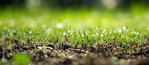 Close-up image of a reseede...