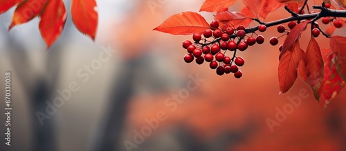 Red autumn leaves on black-...