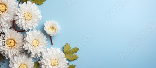 Chrysanthemum flowers on a ...