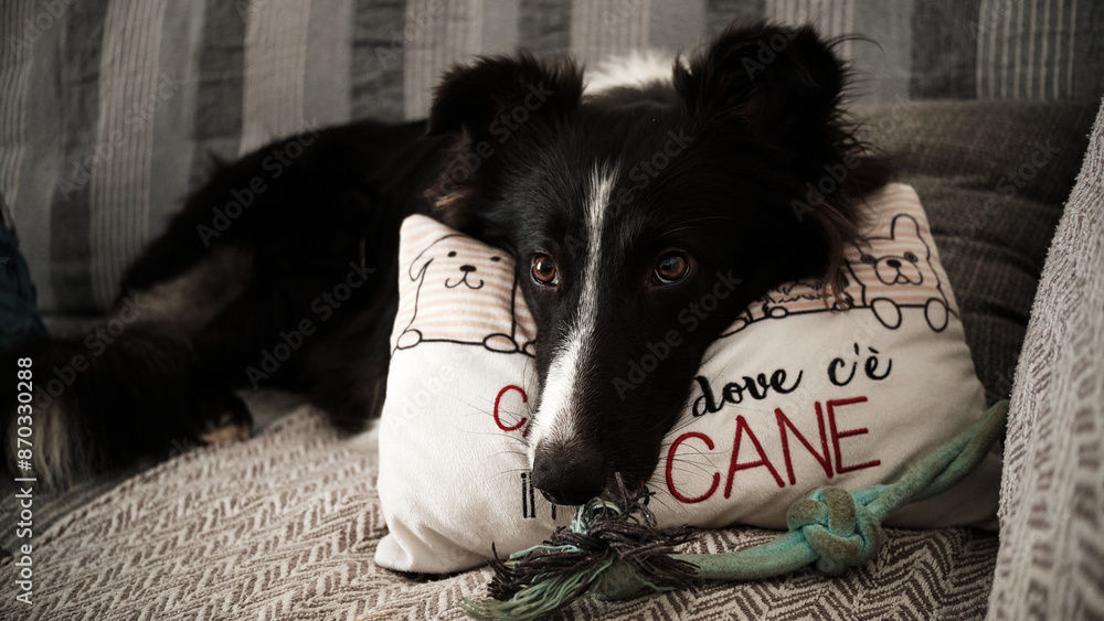 Foto scattata nelle colline di Tassarolo ad un cucciolo di border collie.