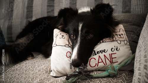 Obraz na płótnie Foto scattata nelle colline di Tassarolo ad un cucciolo di border collie. w salonie