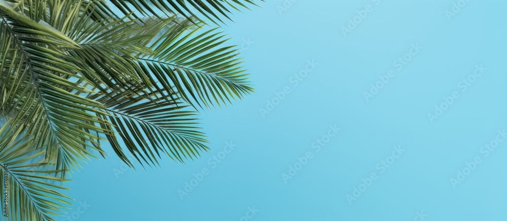 Fototapeta premium Top view banner for a travel agency featuring tropical palm tree leaves on a blue background, providing a copy space image.