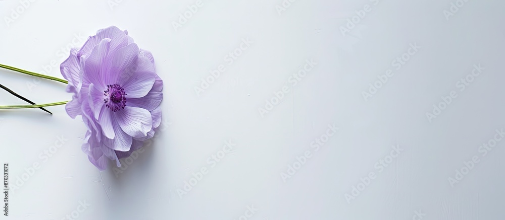 Stock flower head against a white backdrop with copy space image. Stock flower head against a white backdrop with copy space image.