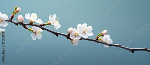 Almond bud blossoming on tw...
