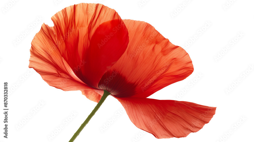 Naklejka premium A single red flower with a stem isolated on a transparent background