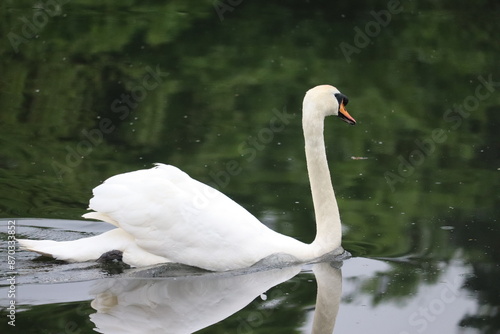 Photography Swans in Ireland