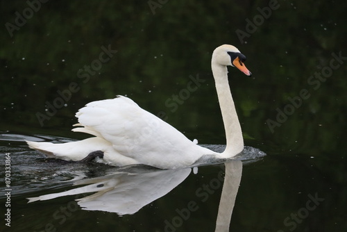 Photography Swans in Ireland