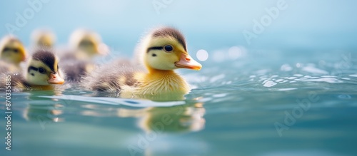 Small mallard duckling swim...