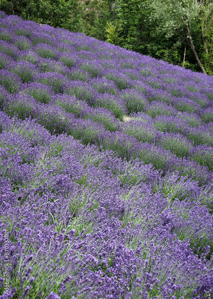 Foto scattata a Vendersi in Val Borbera. Il borgo famoso per gli spaventapasseri e per i campi di lavanda.
