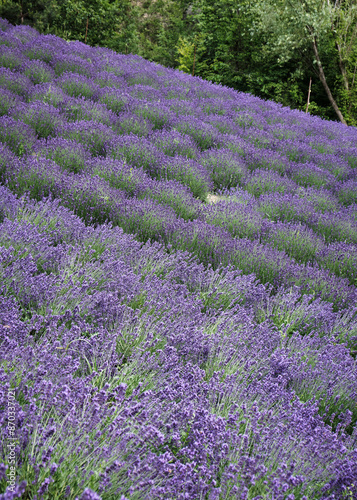 Obraz na płótnie Foto scattata a Vendersi in Val Borbera. Il borgo famoso per gli spaventapasseri e per i campi di lavanda. w salonie