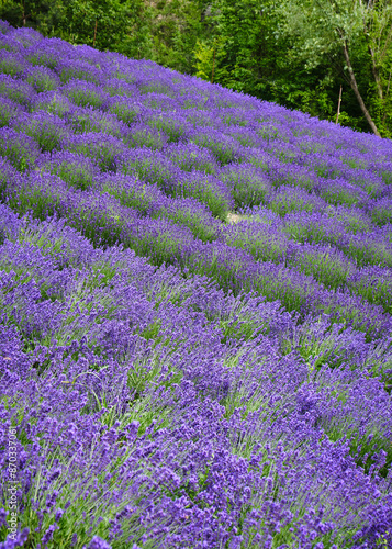 Obraz na płótnie Foto scattata a Vendersi in Val Borbera. Il borgo famoso per gli spaventapasseri e per i campi di lavanda. w salonie