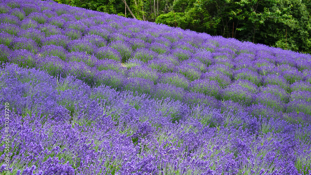 Foto scattata a Vendersi in Val Borbera. Il borgo famoso per gli spaventapasseri e per i campi di lavanda.