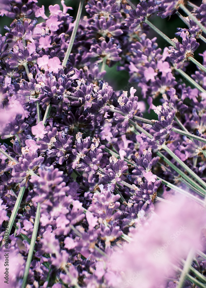 Foto scattata a Vendersi in Val Borbera. Il borgo famoso per gli spaventapasseri e per i campi di lavanda.