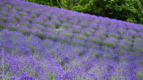 Obraz na płótnie Foto scattata a Vendersi in Val Borbera. Il borgo famoso per gli spaventapasseri e per i campi di lavanda. w salonie