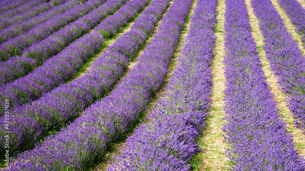Foto scattata a Vendersi in Val Borbera. Il borgo famoso per gli spaventapasseri e per i campi di lavanda.