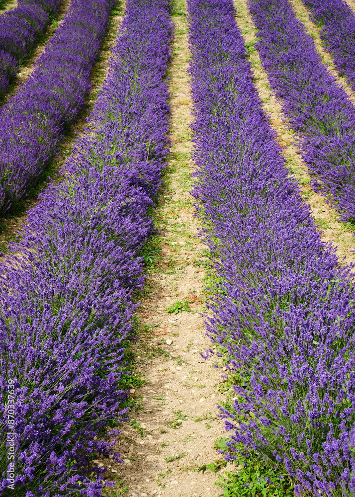 Foto scattata a Vendersi in Val Borbera. Il borgo famoso per gli spaventapasseri e per i campi di lavanda.