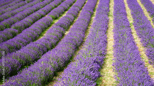 Obraz na płótnie Foto scattata a Vendersi in Val Borbera. Il borgo famoso per gli spaventapasseri e per i campi di lavanda. w salonie