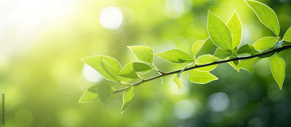 Blurry nature scene with a green leaf in a garden as a summer background, ideal for eco-friendly concepts and fresh wallpaper, featuring copy space image. Blurry nature scene with a green leaf in a garden as a summer background, ideal for eco-friendly concepts and fresh wallpaper, featuring copy space image.