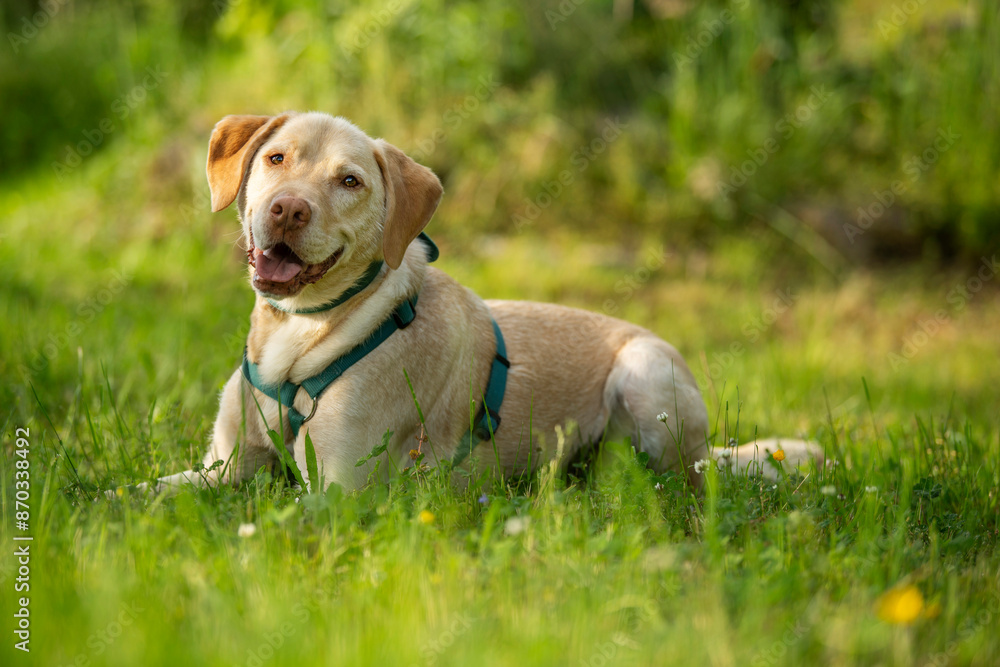 Adult labrador retriever dog in a summer meadow Adult labrador retriever dog in a summer meadow