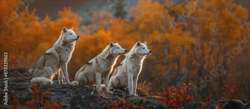 Autumnally colored Arctic W...