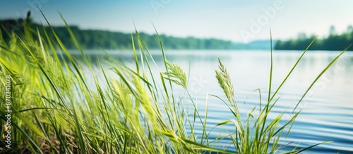 Focus is on sedge in this s...