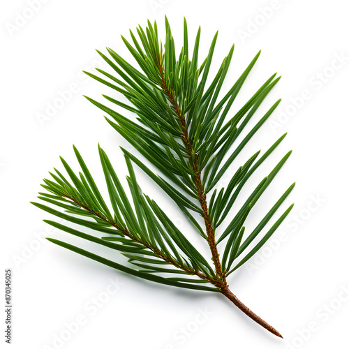 Pine needles