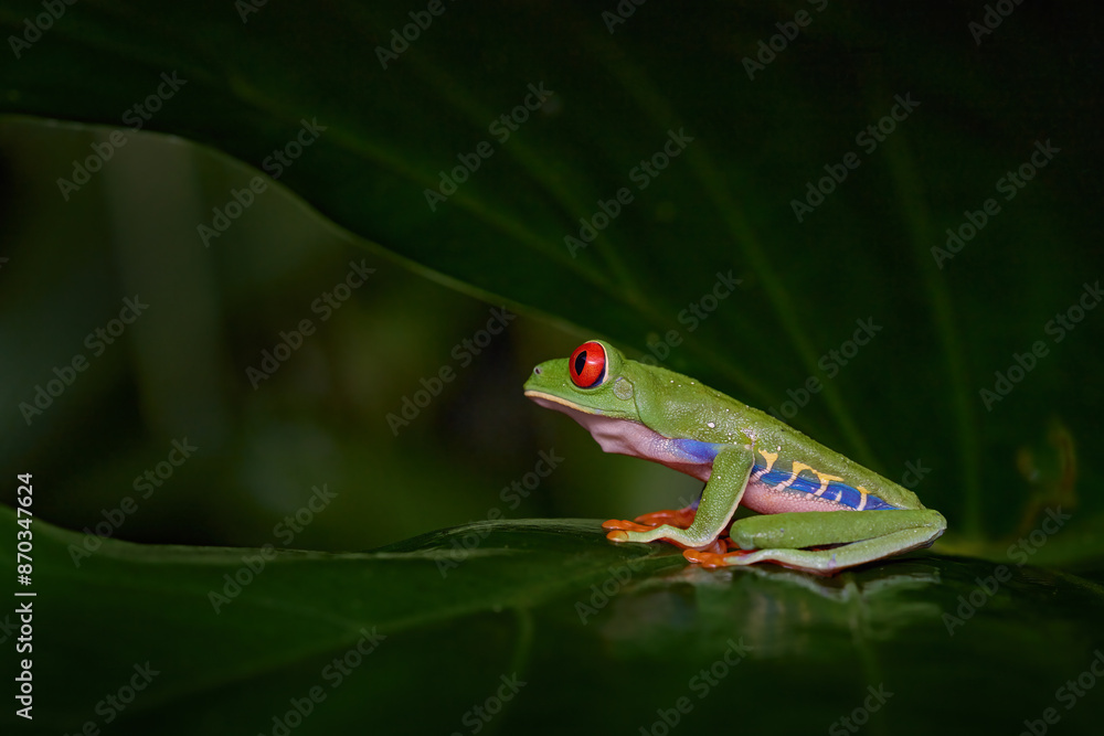 Naklejka premium Costa Rica nature. Red-eyed Tree Frog, Agalychnis callidryas, animal with big red eyes, in habitat, wildlife.