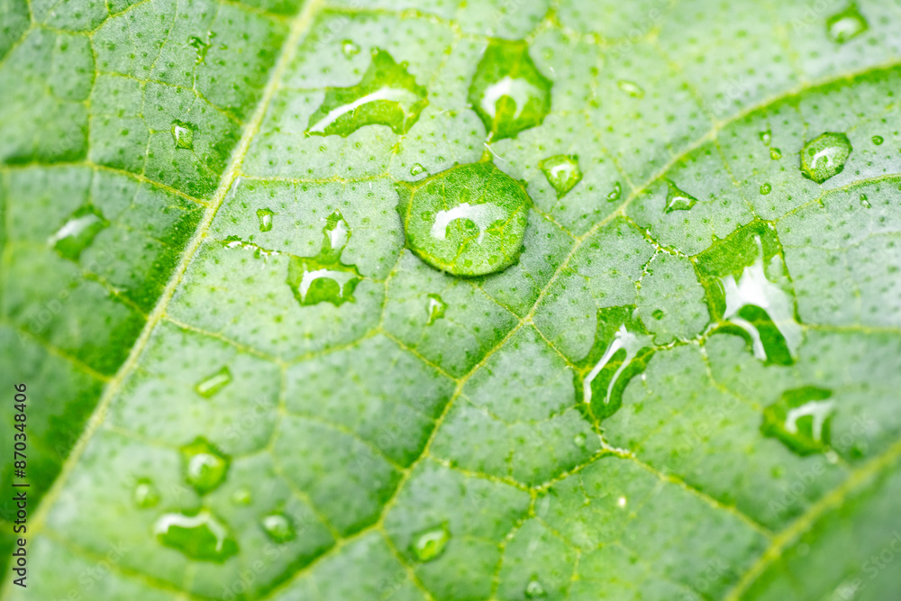 Water drop on the leaf of cucumber (Cucumis sativus)