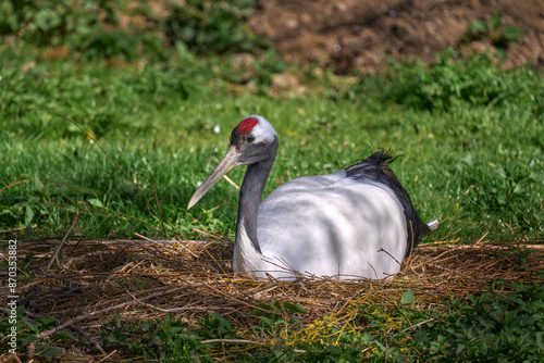 Bird in the nest, red-crowned crane, Grus japonensis, spring in JApan, Asia. CRane in the nature habitat, mest in the grass. Nature wildlife. photo