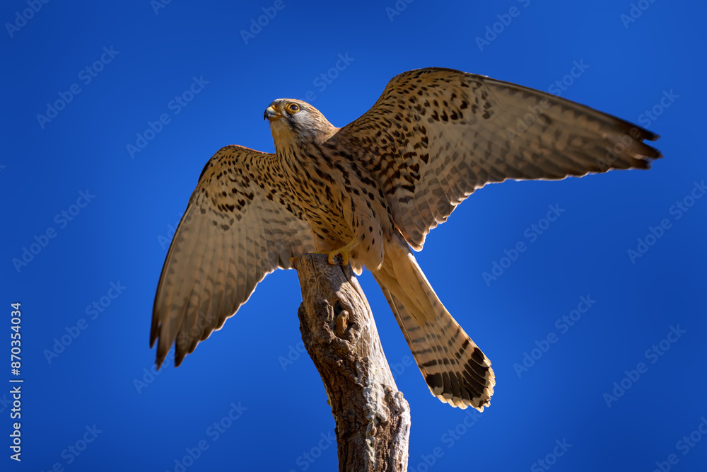 Obraz premium Lesser kestrel, Falco naumanni, small falcon bird with open wings on the tree top trunk branch and blue sky. Bird from China and Mongolia, nature wildlife. Sunny day in nature.