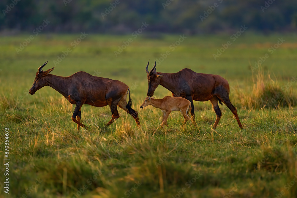 Fototapeta premium Sunset, antelope family. Sassaby, in green vegetation, Okavango delta, Botswana. Widlife scene from nature. Common tsessebe, Damaliscus lunatus, detail portrait of big brown African mammal in nature.