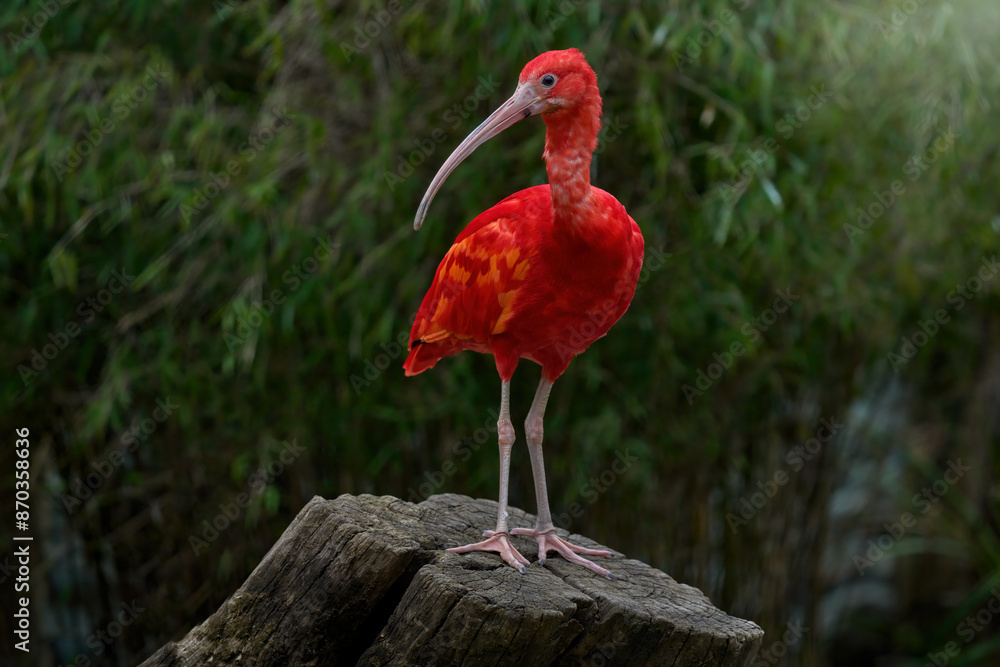 Naklejka premium Wildlife Venezuela. Ibis in the habitat. Scarlet Ibis, Eudocimus ruber, exotic bird in the nature forest habitat. Red bird sitting on the tree branch, beautiful evening sun light, Venezuela.