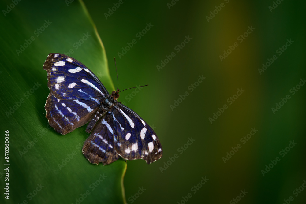 Myscelia cyaniris, blue wave butterfly, sitting on the green leaf. Blue-banded purplewing butterfly in the nature habitat, tropic forest, Mexico. Wildlife nature. Blue insect in the green. Myscelia cyaniris, blue wave butterfly, sitting on the green leaf. Blue-banded purplewing butterfly in the nature habitat, tropic forest, Mexico. Wildlife nature. Blue insect in the green.