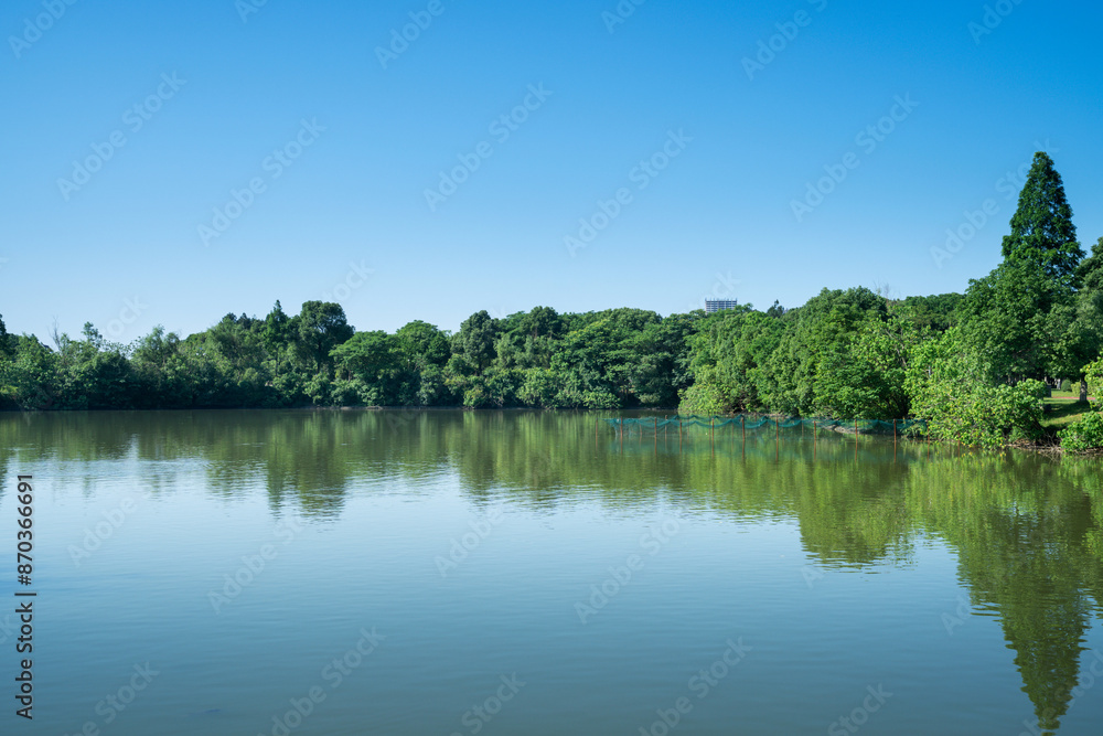 Lush greener around the pond in the park Lush greener around the pond in the park