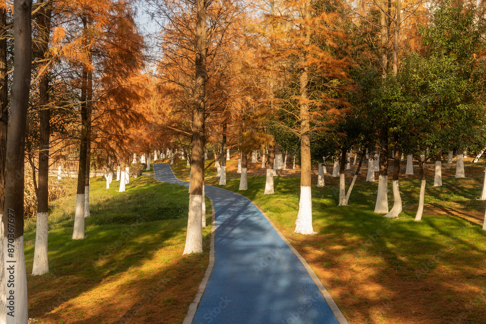 Obraz premium Beautiful colorful forest landscape in autumn season