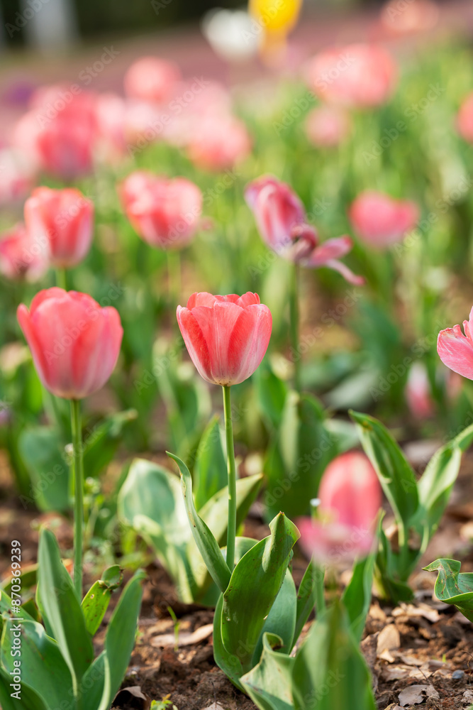Darwin Hybrid tulips (Tulipa) Light and Dreamy bloom in a garden in April Darwin Hybrid tulips (Tulipa) Light and Dreamy bloom in a garden in April