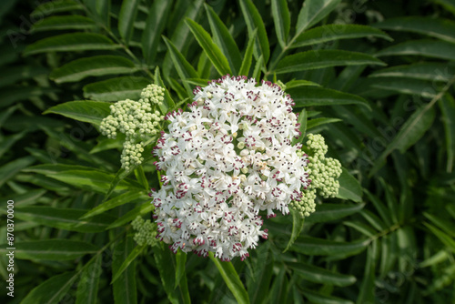 Sambucus ebulus Danewort flower