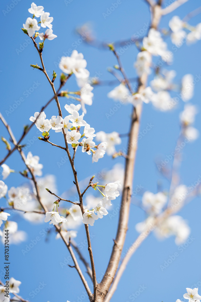 Pears are Rosaceae and bloom elegant and beautiful flowers in spring. Pears are Rosaceae and bloom elegant and beautiful flowers in spring.