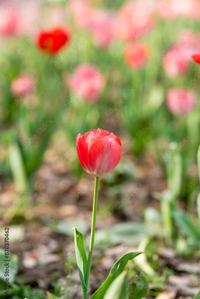 Darwin Hybrid tulips (Tulipa) Light and Dreamy bloom in a garden in April Darwin Hybrid tulips (Tulipa) Light and Dreamy bloom in a garden in April