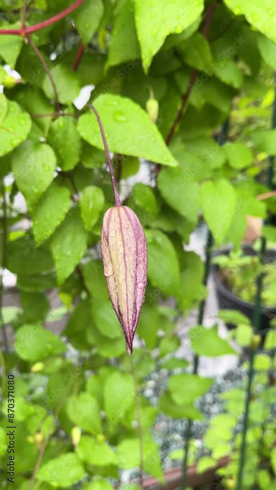 Buds, flowers and leaves of creeping clematis after rain. Garden and courtyard. Background for design. Buds, flowers and leaves of creeping clematis after rain. Garden and courtyard. Background for design.