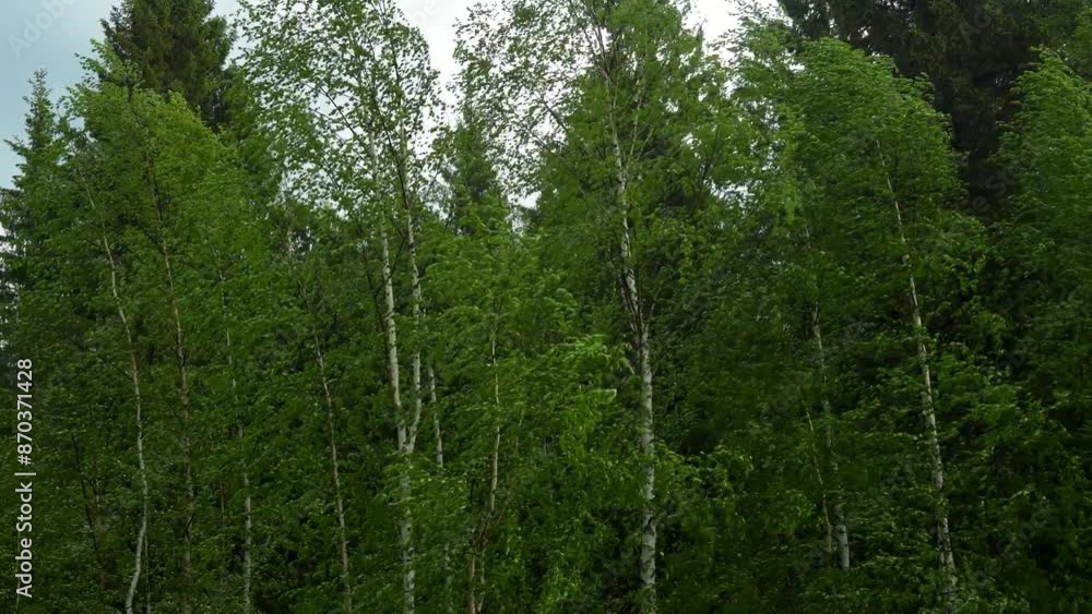 Rain and forest trees. Hurricane wind and rain in the forest Rain and forest trees. Hurricane wind and rain in the forest
