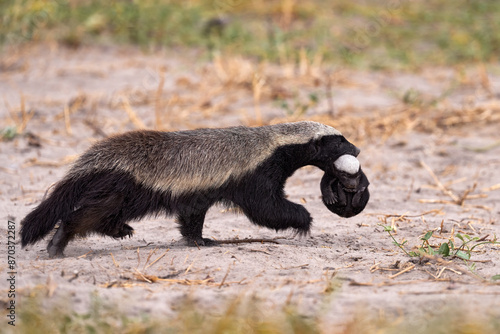 Honey badger with young in mouth muzzle, Khwai in Botswana. Animal family behavior Africa. Cub of ratel, Mellivora capensis, in nest ground hole, rare babe pup picture in nature. Botswana wildlife.