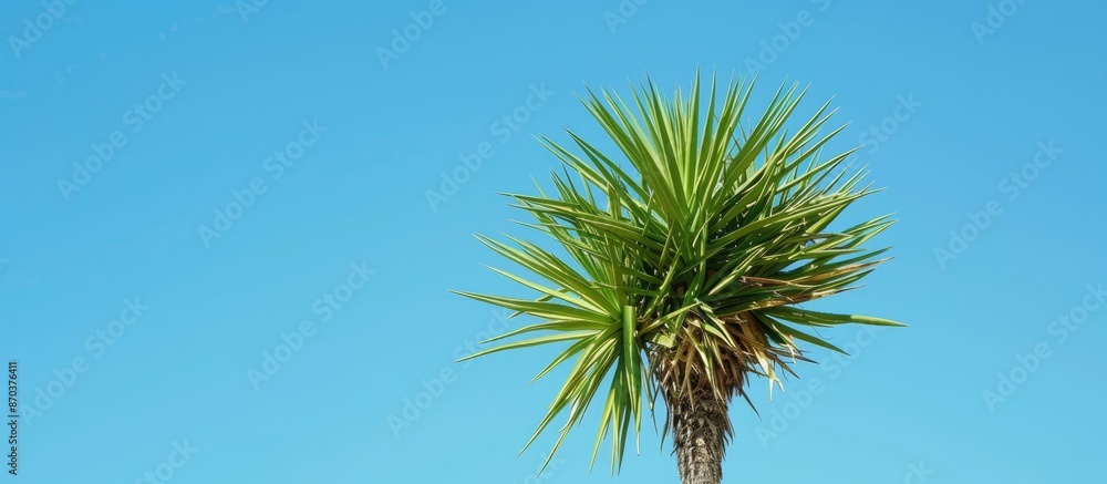 A Spanish bayonet tree, also known as a Joshua tree, Yucca aloifolia pictured with a blue sky background, highlighting the plant with selective focus in copy space image. A Spanish bayonet tree, also known as a Joshua tree, Yucca aloifolia pictured with a blue sky background, highlighting the plant with selective focus in copy space image.