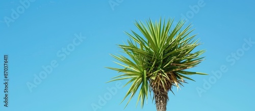 A Spanish bayonet tree, also known as a Joshua tree, Yucca aloifolia pictured with a blue sky background, highlighting the plant with selective focus in copy space image.