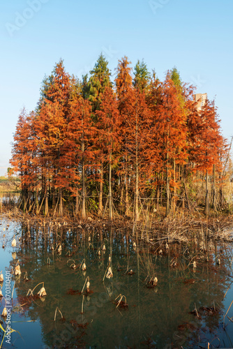 Beautiful colorful forest landscape in autumn season photo