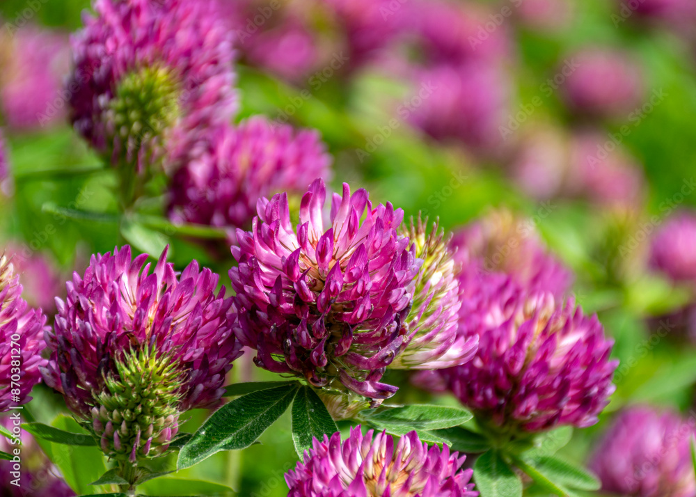 close-up of summer flowers, macro photography, colorful background, summer
