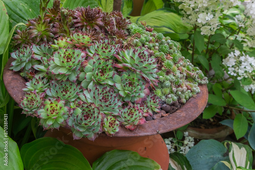 Hauswurz (Sempervivum) in einer Eisenschale photo