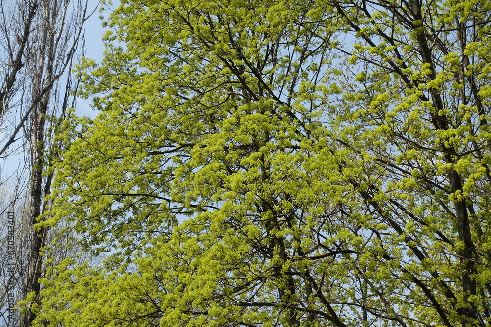 Obraz premium Abundance of greenish yellow flowers of Acer platanoides tree in April