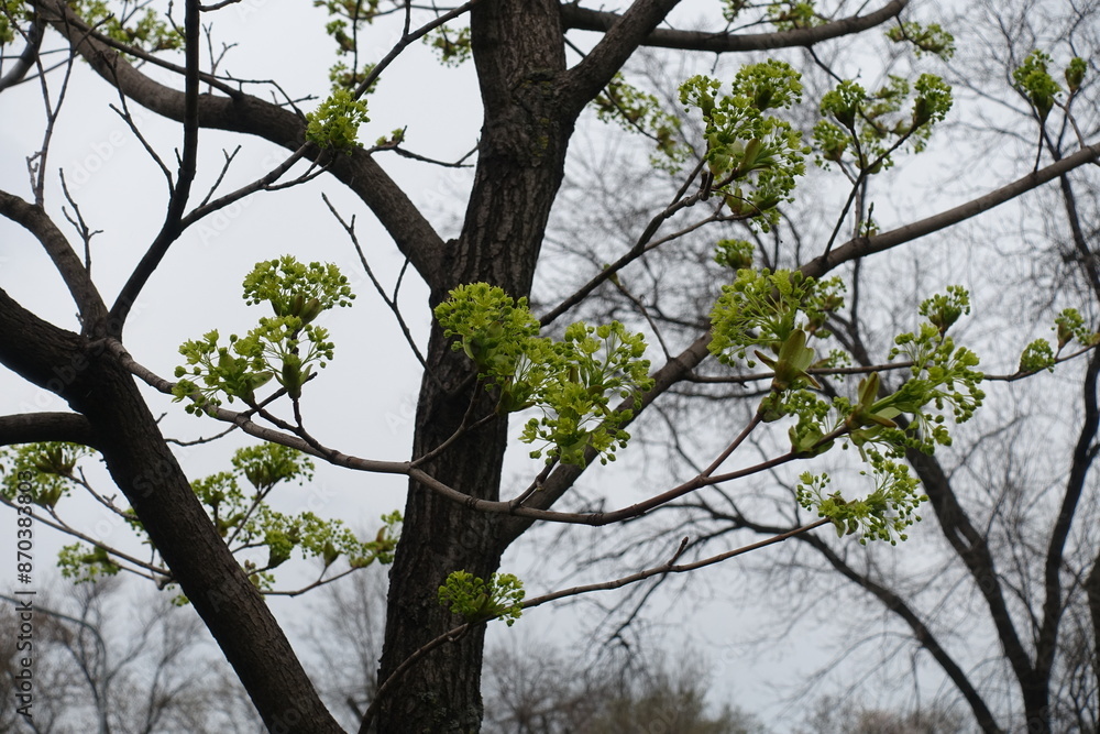 Obraz premium Buds and flowers of Acer platanoides tree in April